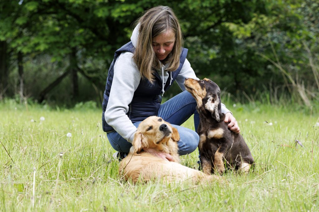 Puppies Available In Scotland Paws Kabin Puppies Available